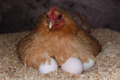 Ma Poule Couve Sans œufs Et Sans Coq Est Ce Dangereux Pour Elle