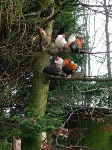 Poules perchées dans un arbre