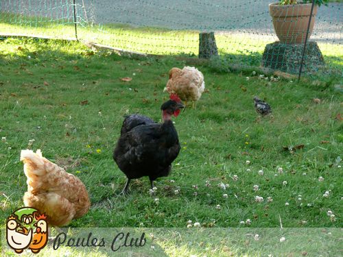 Quelle taille enclos pour 2, 3 ou 4 poules ou plus ?