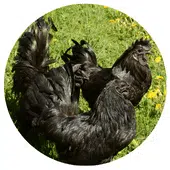 Couple Ayam Cemani