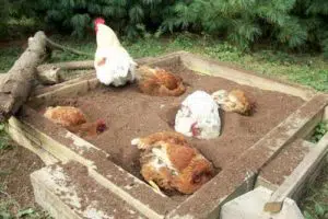 Carré de terre aménagé pour le bain des poules