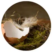 Œuf mangé dans le nid