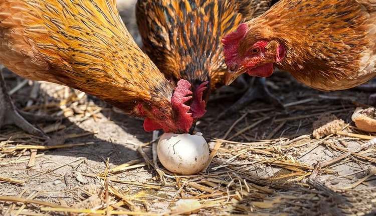 Conseils pour les poules qui mangent leurs œufs