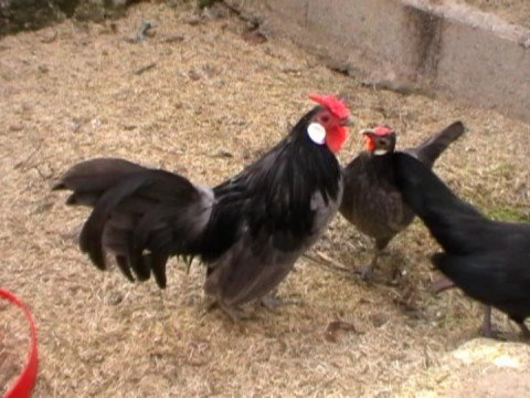Vidéo de poules et coqs Java