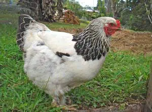 Belle poule race Brahma blanche herminée