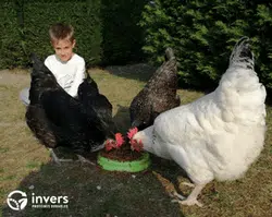 Les poules aiment les vers de farine Invers