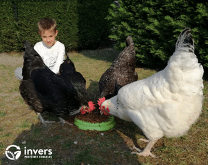 Les poules aiment les vers de farine