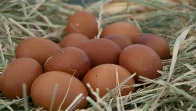 Conseils pour l'achat d’œufs fécondés