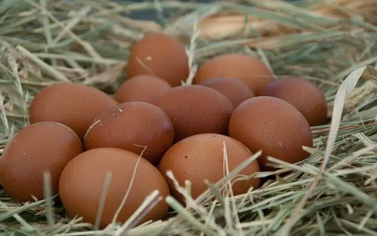 Conseils pour l'achat d’œufs fécondés