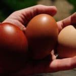 œufs fécondés de qualité