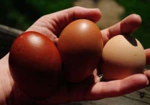 œufs fécondés de qualité