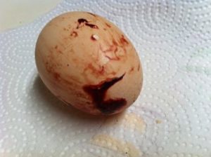 Coquille d’œuf tâchée de sang
