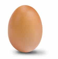 Tout savoir sur la formation d'un œuf : appareil reproducteur