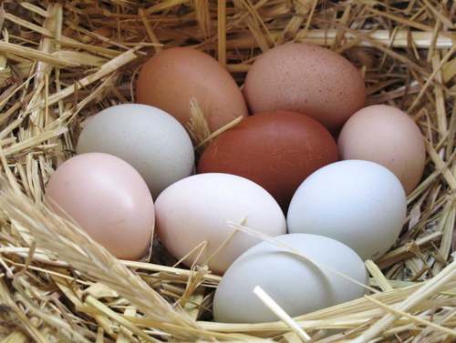 Coquille dun œuf de poule : composition, fabrication et problèmes