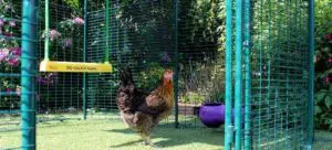 Et si vos poules pouvaient se balancer ?