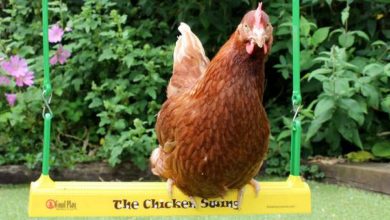 Une balançoire pour poules originale