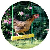 Les poules aiment se balancer