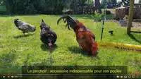 Chicken Swing balançoire poules en vidéo