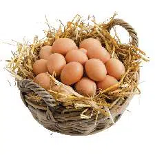 Obtenir de bons œufs en élevant ses poules