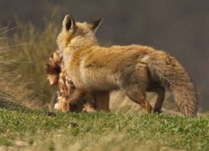 Savoir identifier les prédateurs des poules : ici un renard