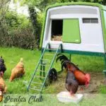 Toujours de l'herbe pour vos poules grâce au filet et au poulailler mobile