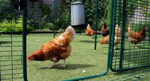 Un enclos sécurisé pour vos poules