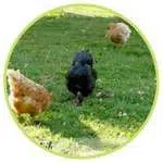 Les poules mangent de l'herbe tout au long de la journée