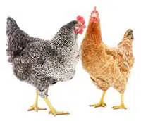 Ces deux poulettes forment un groupe social
