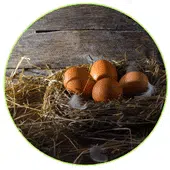 Comment conserver les œufs de nos poules ? 