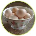 De beaux œufs de poule Pékin