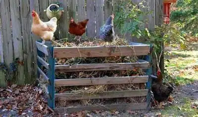 Compost pour les poules en ville