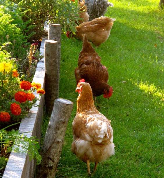 Des poules en liberté dans le jardin