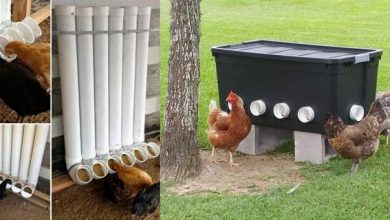 Plusieurs idées de mangeoires pour poules à fabriquer soi-même