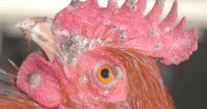 Coq atteint de variole aviaire