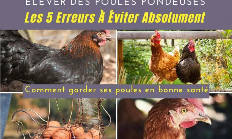 Un guide gratuit en pdf pour élever vos poules sans erreurs