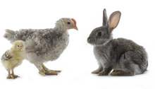 Amitié entre un lapin et une poule