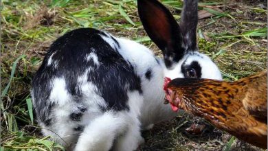 Comment faire cohabiter des poules et des lapins ?