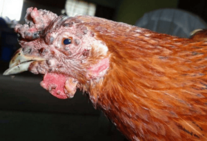 Poule atteinte de la variole aviaire