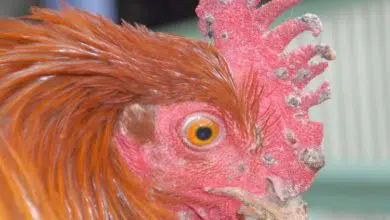 Poule présentant les symptômes caractéristiques de la variole aviaire