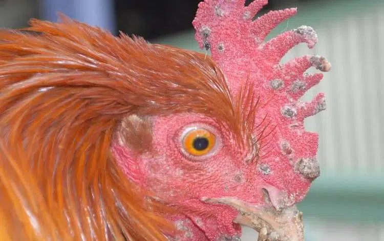 Poule présentant les symptômes caractéristiques de la variole aviaire