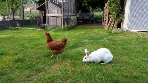 Un lapin dans un enclos de poules
