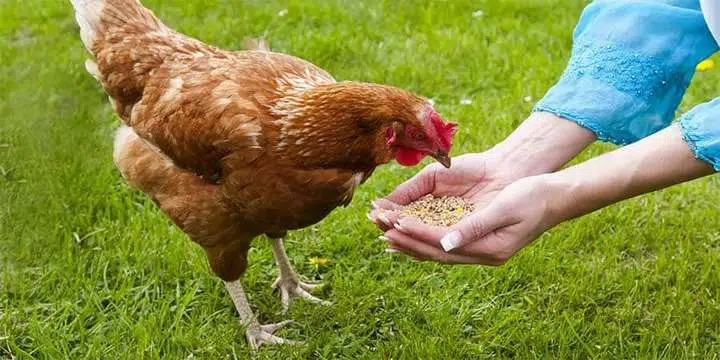 Quelle quantité de graines en ration par jour et par poule ?