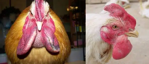 Symptômes choléra aviaire ou pasteurellose