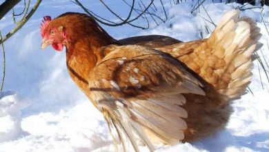 Comment aider les poules par grand froid