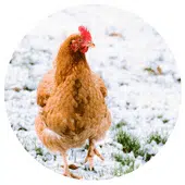Une poule dans la neige qui ne craint pas le froid
