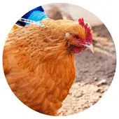 Symptômes et traitement du choléra aviaire ou pasteurellose