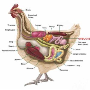 Appareil reproducteur de la poule : repérer l'oviducte