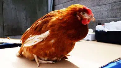 Comment traiter une ponte interne ou un œuf coincé chez une poule