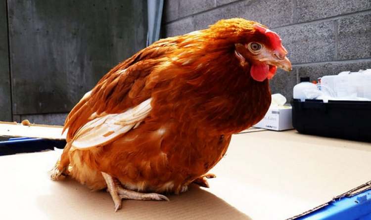 Comment traiter une ponte interne ou un œuf coincé chez une poule