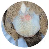 Ponte interne : cette poule a le ventre rempli d'œufs
